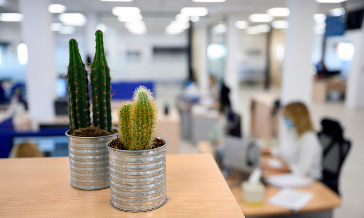detalle de unos cactus en las oficinas de Diez Software